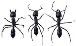 Ants - Contact our pest control company in Richmond Heights, Ohio, for pest control, spraying, chimney caps, inspections, and termite treatments.